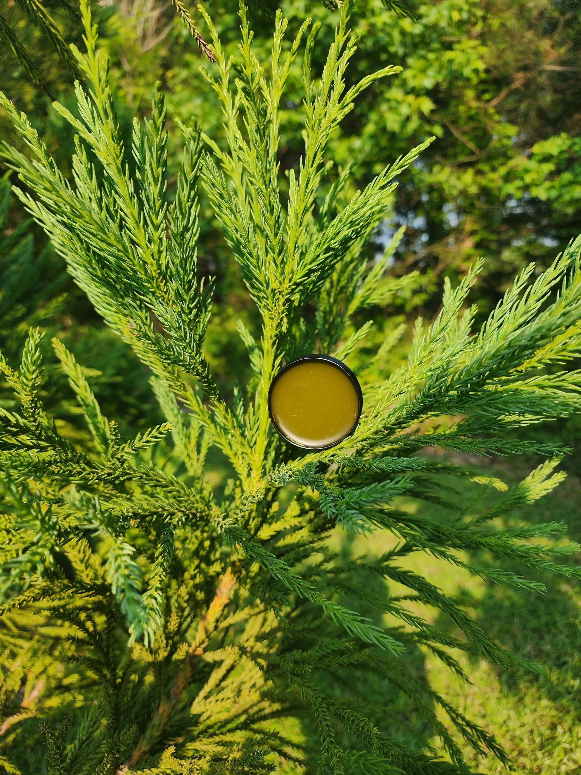 Sore AF Fir Pine Salve Herbal Scent Candle & Co.