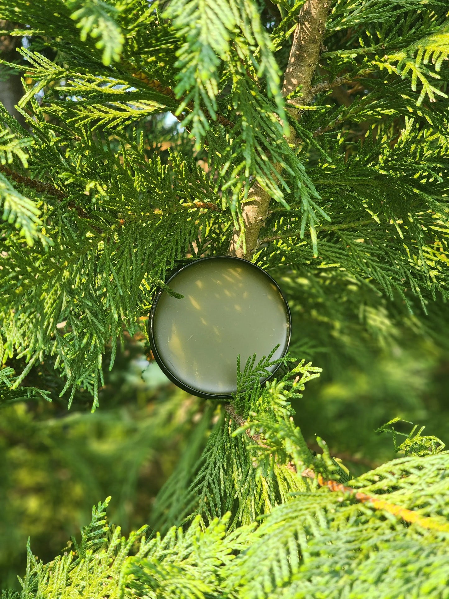 Sore AF Fir Pine Salve Herbal Scent Candle & Co.