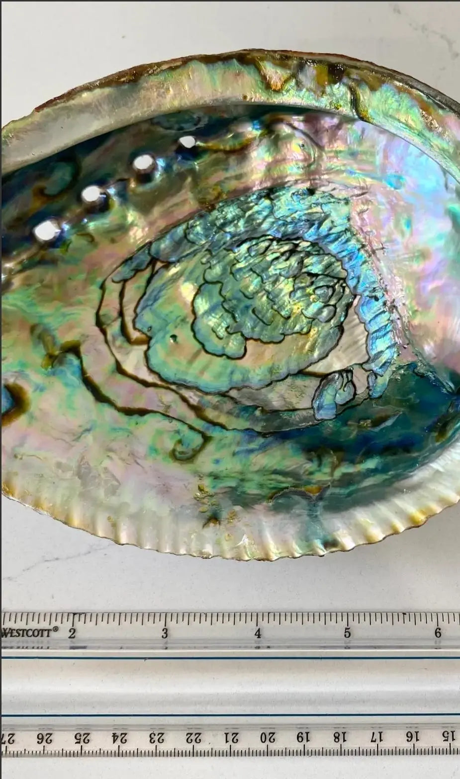 Authentic Abalone Shell Smudge Bowl – Extra Large (6–7 inches) 7chakrasrus