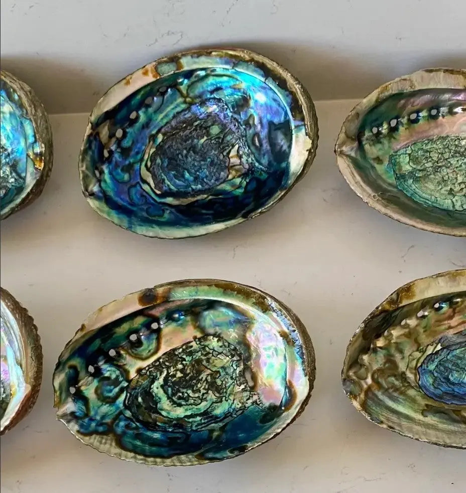 Authentic Abalone Shell Smudge Bowl – Extra Large (6–7 inches) 7chakrasrus