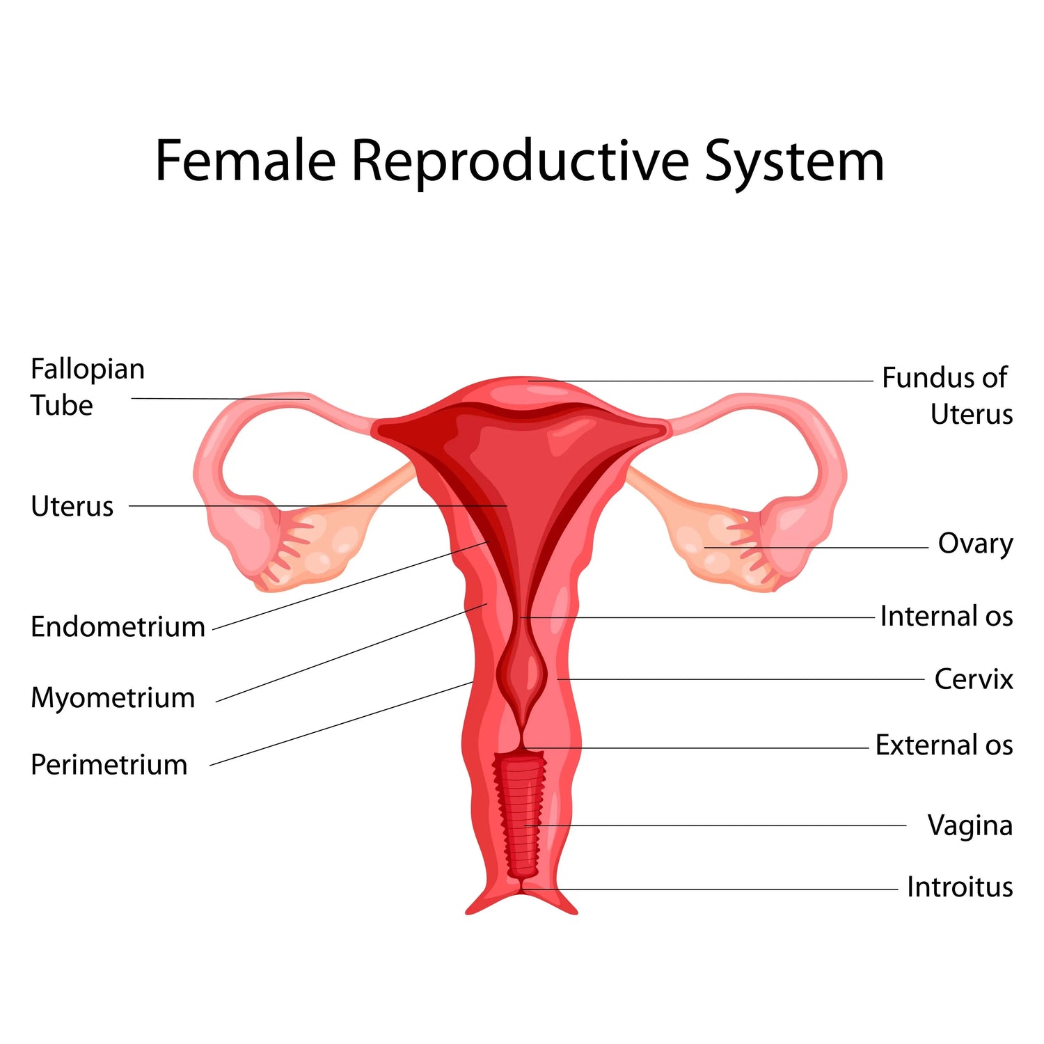 Womb Wellness