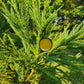 Sore AF Fir Pine Salve Herbal Scent Candle & Co.
