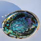 Authentic Abalone Shell Smudge Bowl – Extra Large (6–7 inches) 7chakrasrus