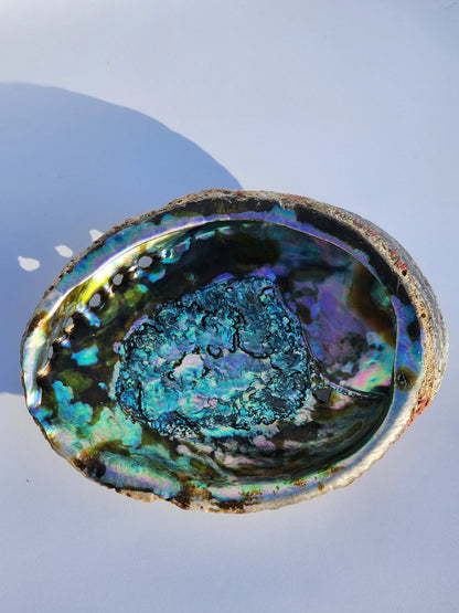 Authentic Abalone Shell Smudge Bowl – Extra Large (6–7 inches) 7chakrasrus
