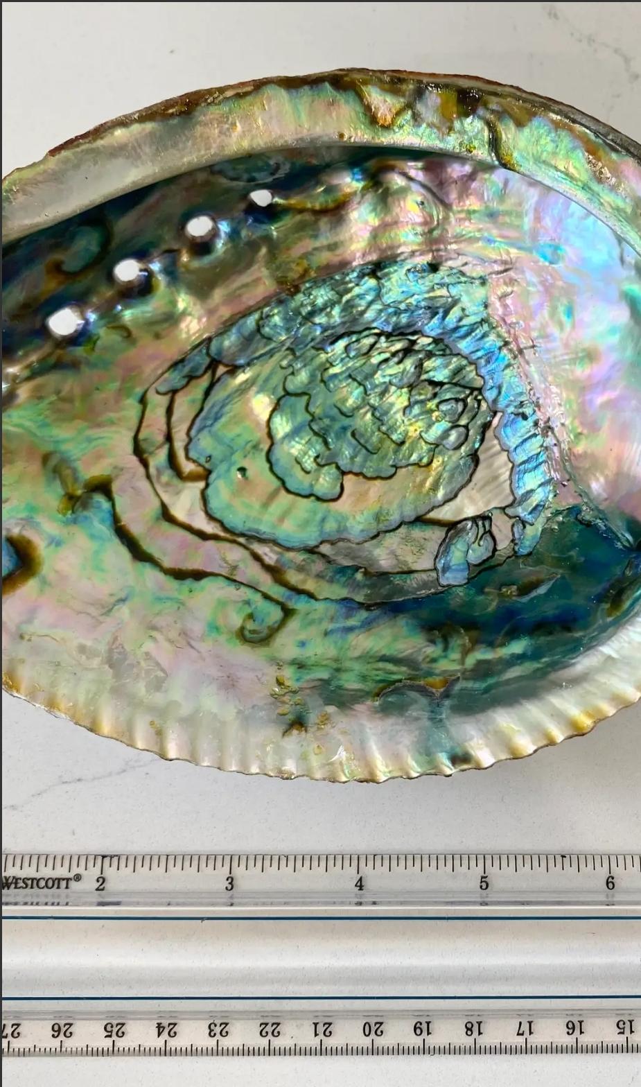 Authentic Abalone Shell Smudge Bowls (Extra Large)