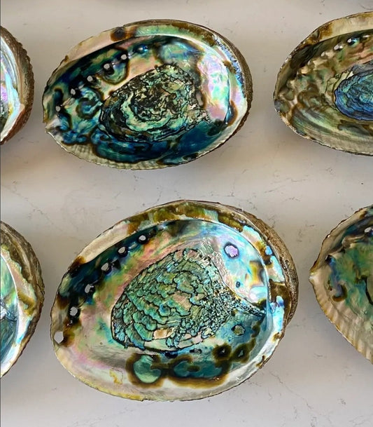 Authentic Abalone Shell Smudge Bowls (Extra Large)